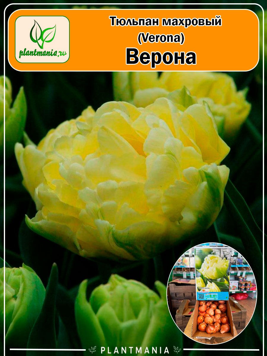 Тюльпан махровый Verona (Верона)