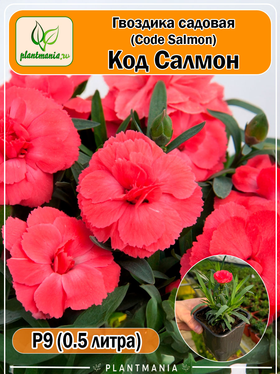 Гвоздика садовая Code Salmon (Код Салмон)