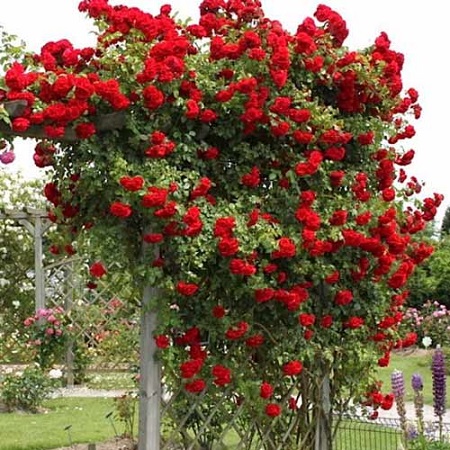 Роза плетистая Grandessa (Грандеза)