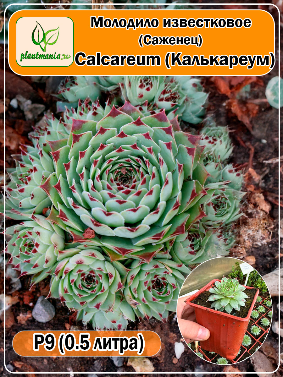 Молодило известковое Calcareum (Калькареум)