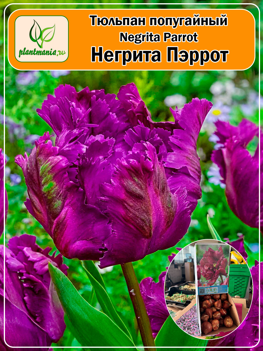 Тюльпан попугайный Negrita Parrot (Негрита Пэррот)