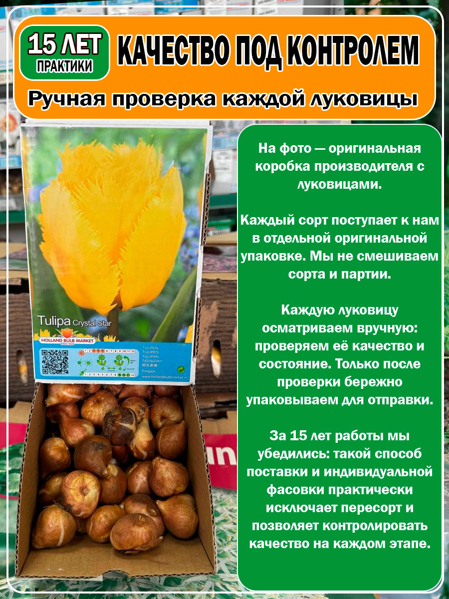 Тюльпан бахромчатый Crystal Star (Кристал Стар)