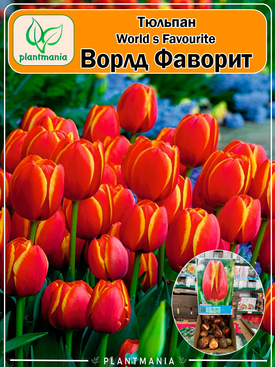Тюльпан World s Favourite (Ворлд Фаворит)