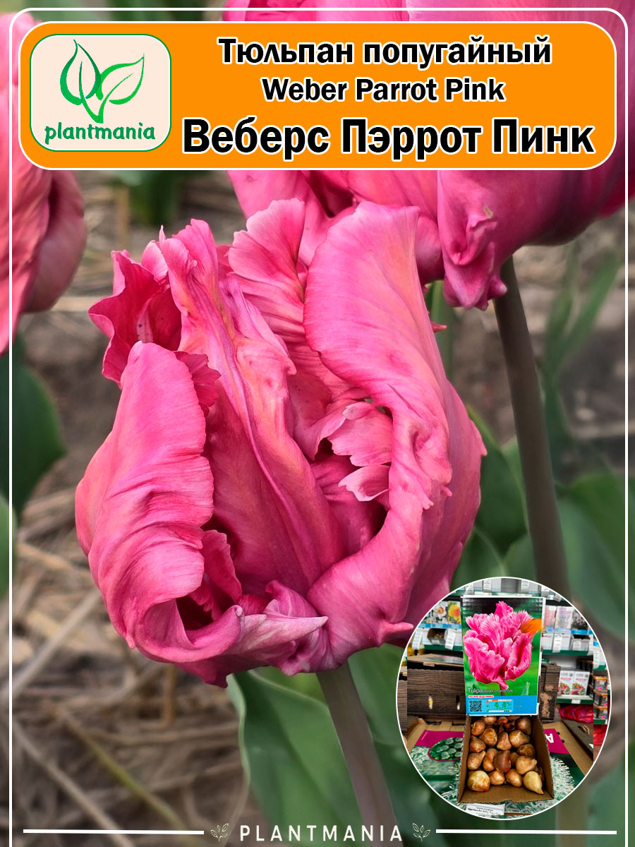 Тюльпан попугайный Weber Parrot Pink (Веберс Пэррот Пинк)