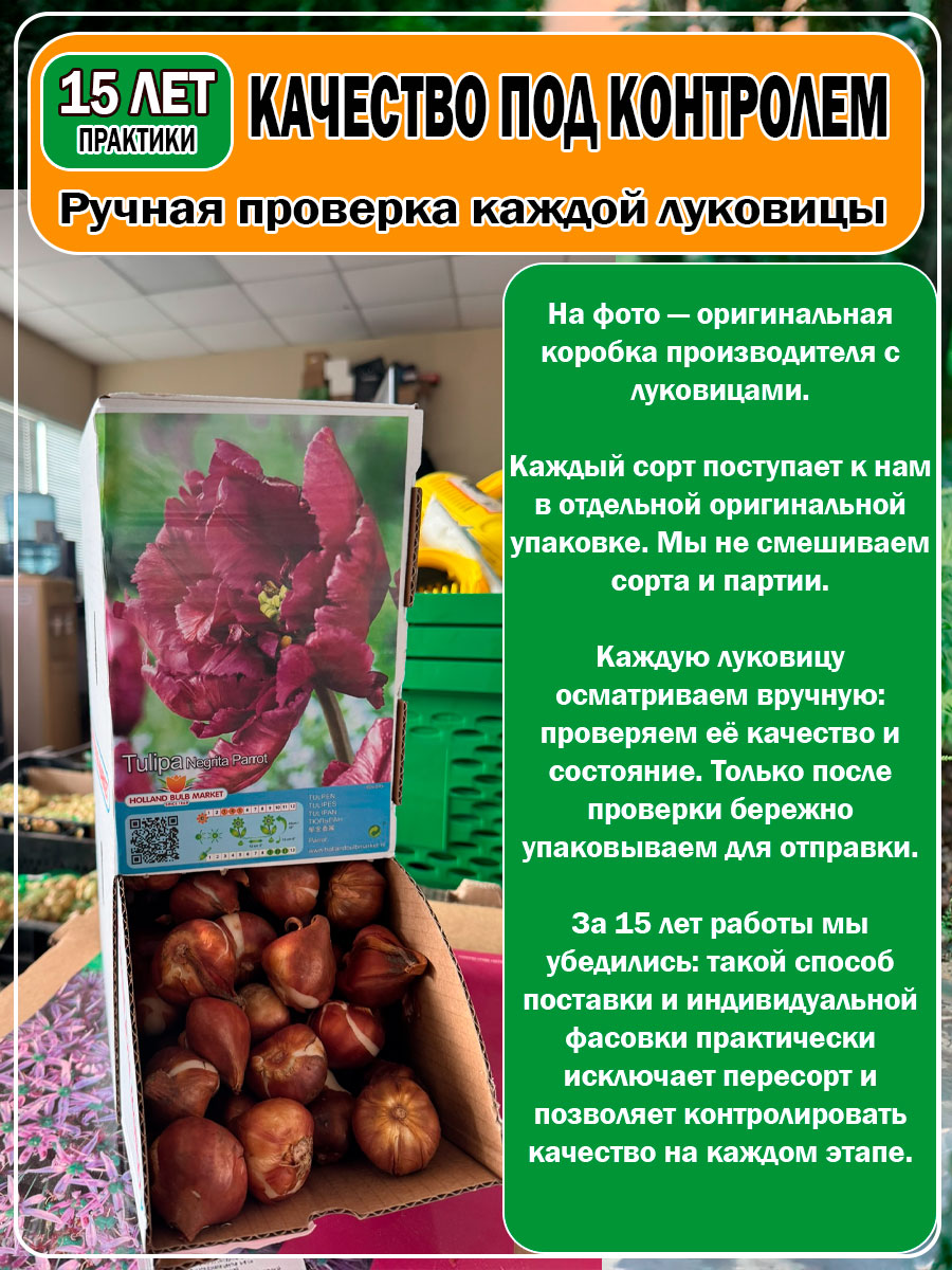 Тюльпан попугайный Negrita Parrot (Негрита Пэррот)
