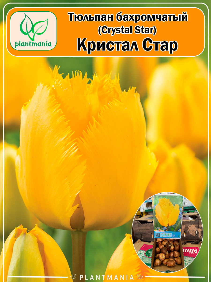 Тюльпан бахромчатый Crystal Star (Кристал Стар)