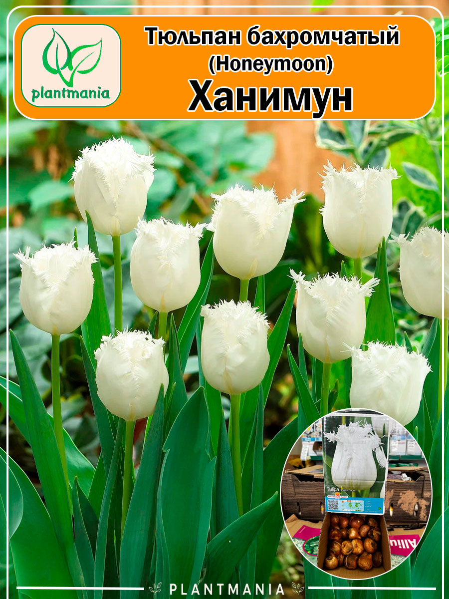 Тюльпан бахромчатый Honeymoon (Ханимун)
