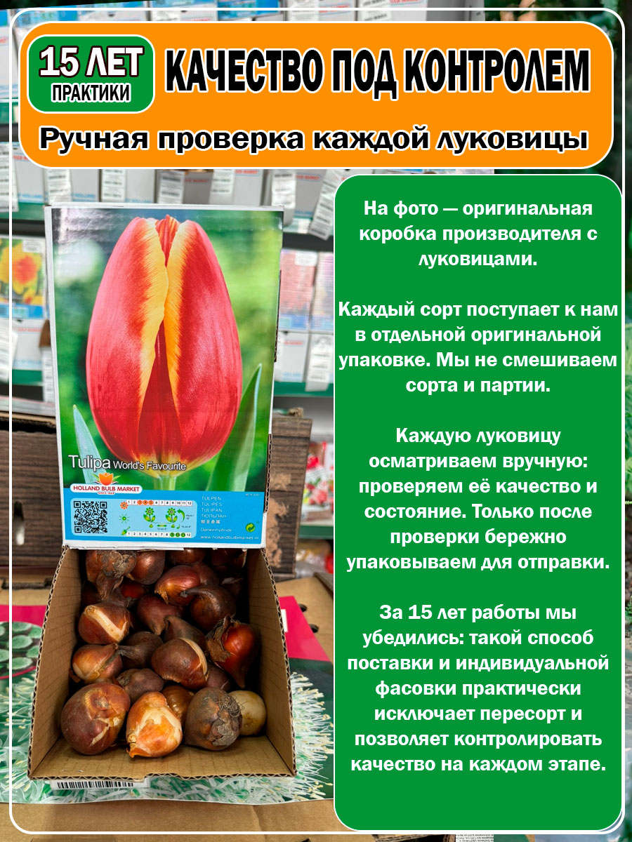Тюльпан World s Favourite (Ворлд Фаворит)