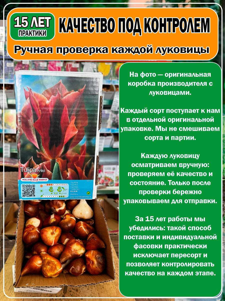 Тюльпан зеленоцветный Artist (Артист)