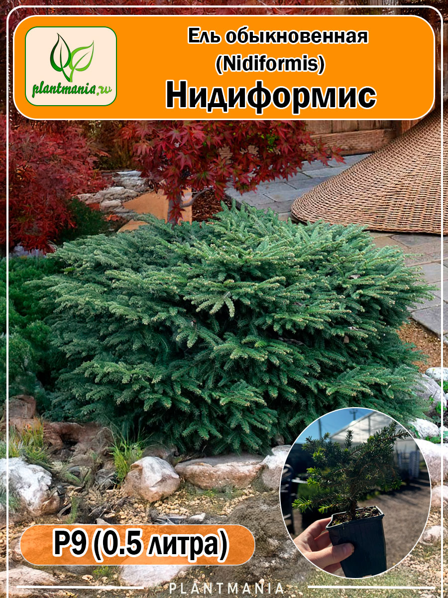 Ель обыкновенная Nidiformis (Нидиформис)