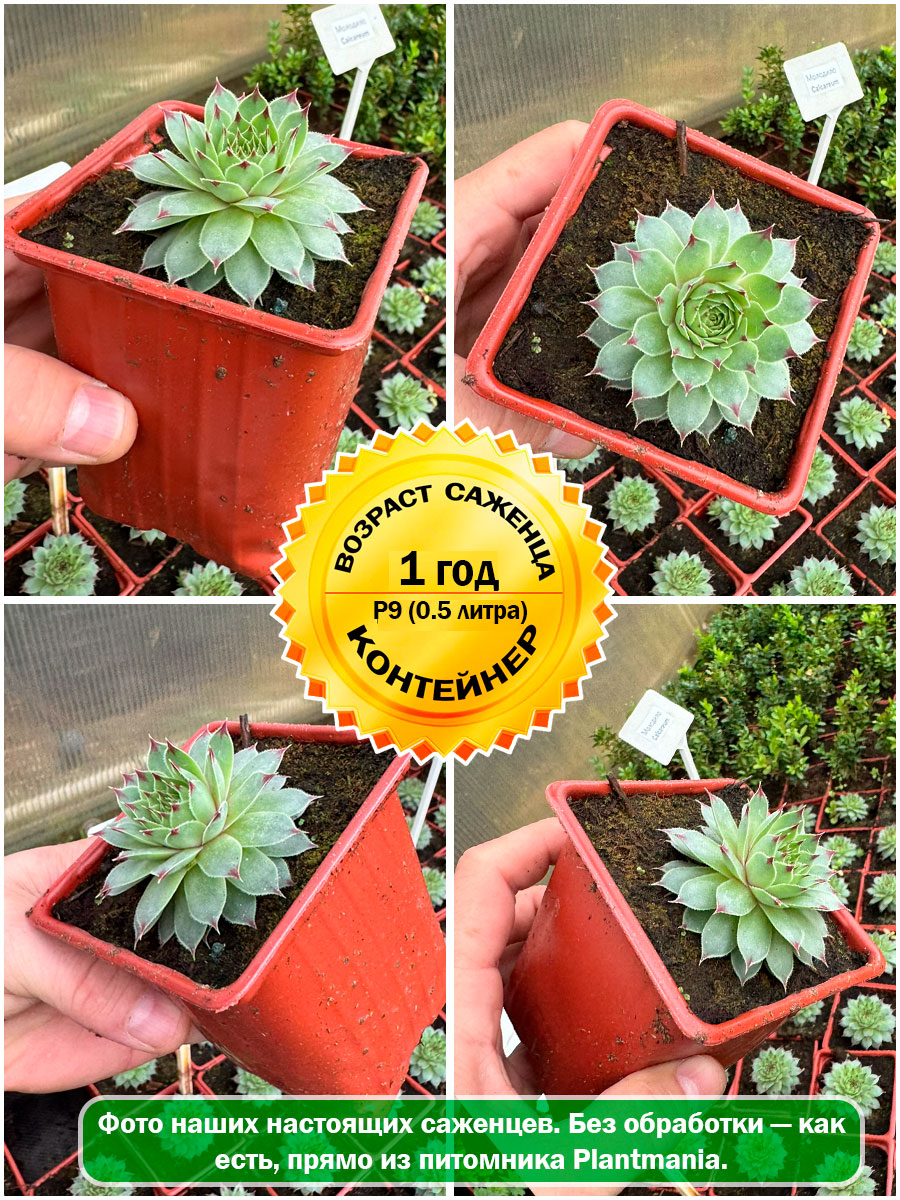 Молодило известковое Calcareum (Калькареум)