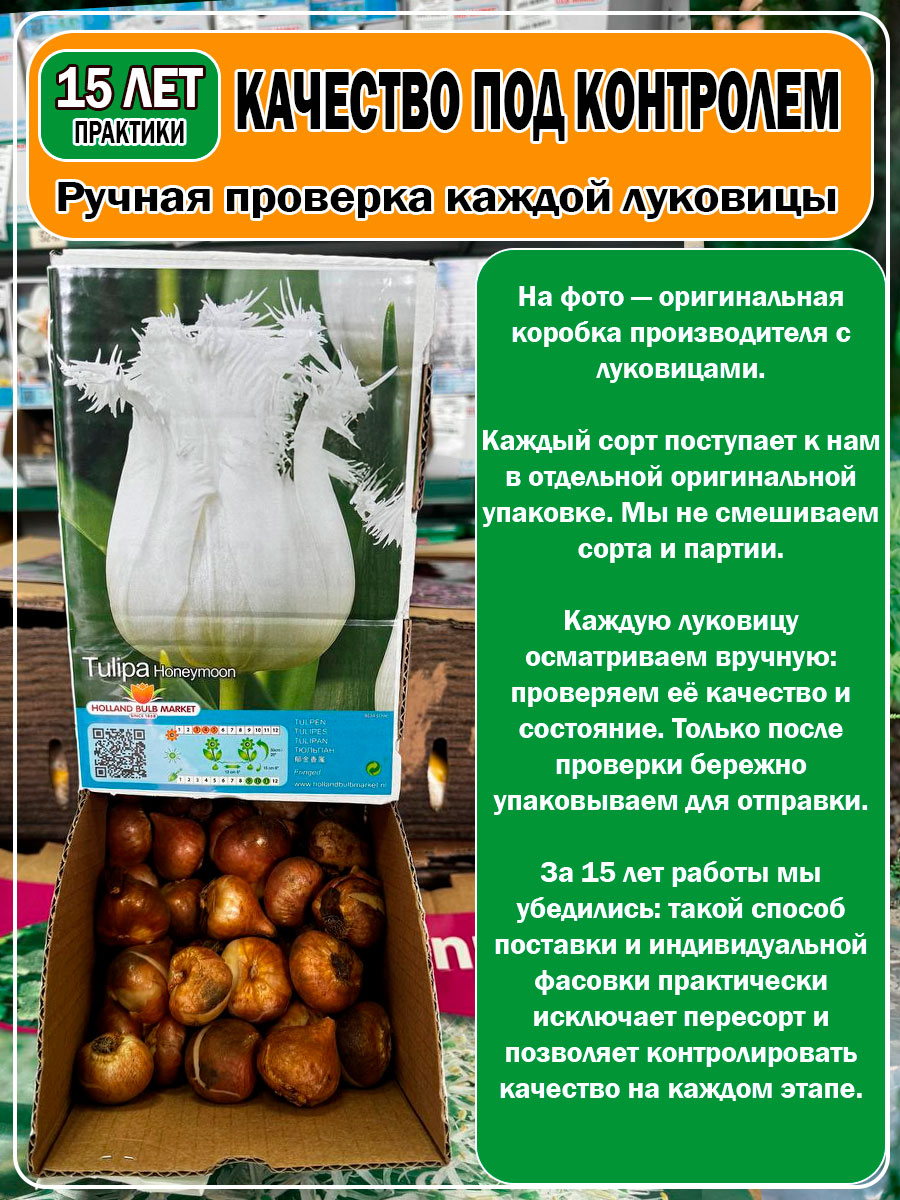 Тюльпан бахромчатый Honeymoon (Ханимун)