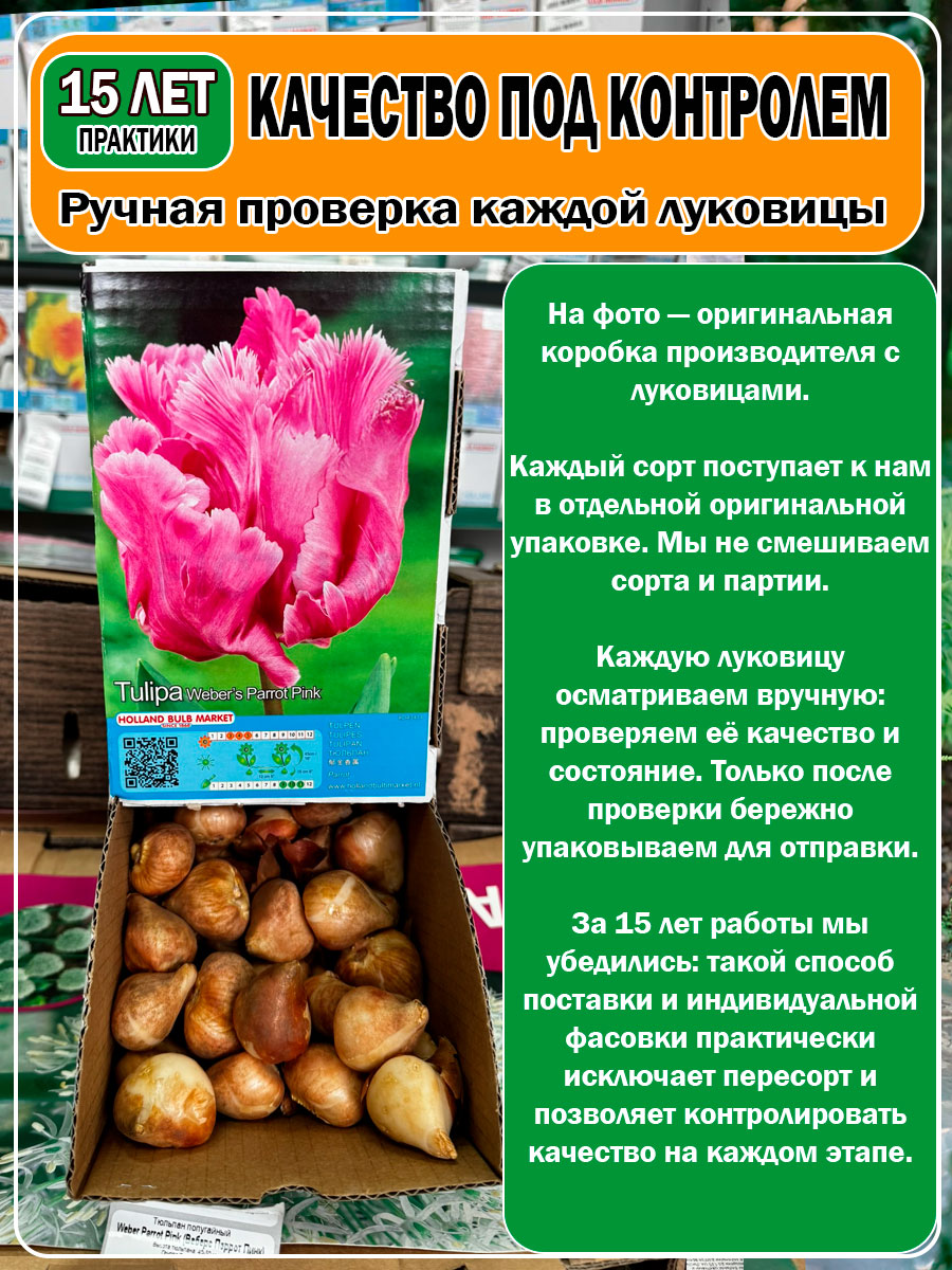Тюльпан попугайный Weber Parrot Pink (Веберс Пэррот Пинк)