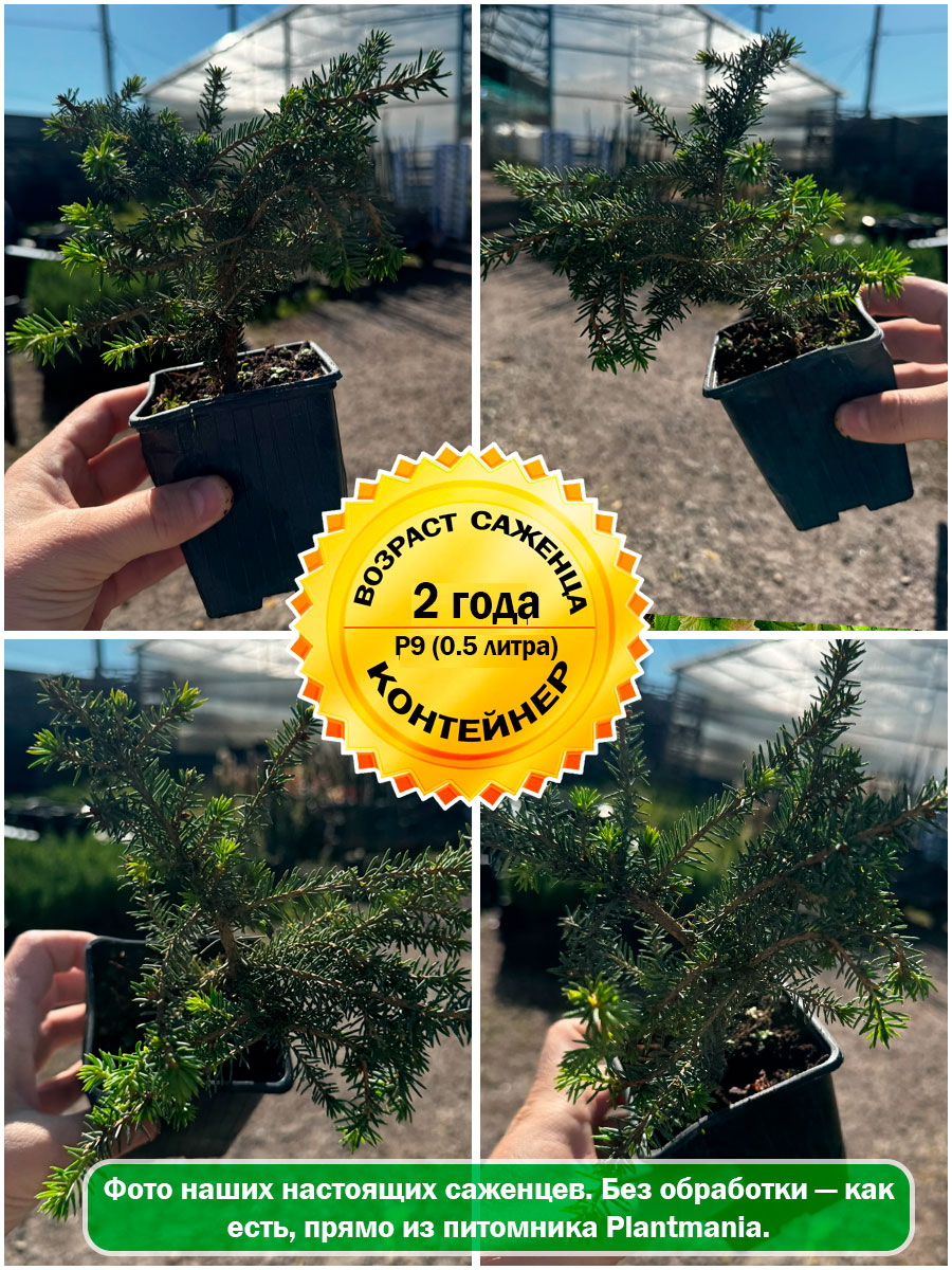 Ель обыкновенная Nidiformis (Нидиформис)