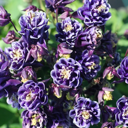 Purple dried flowers free image download