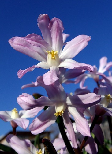 Хионодокса (Chionodoxa)
