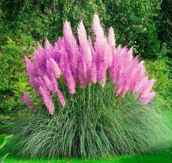 Кортадерия