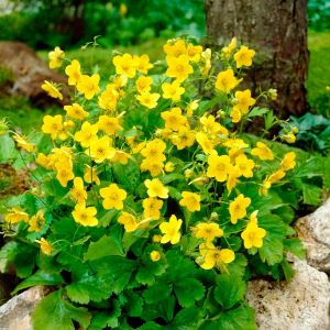 Вальдштейния