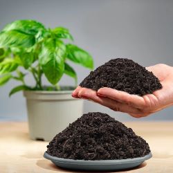 Для комнатных растений