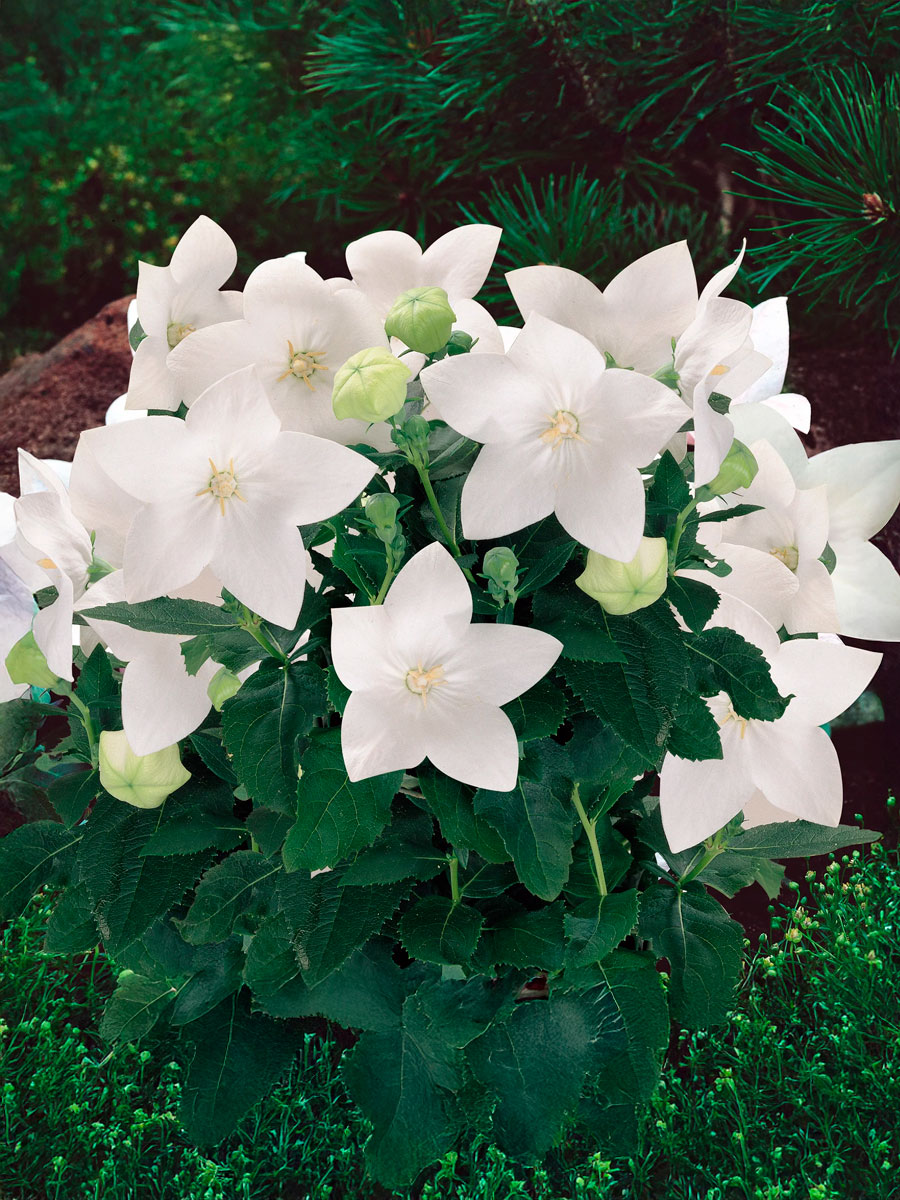 Платикодон