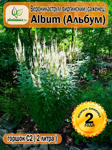 Вероникаструм виргинский Album (Альбум)