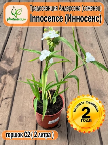 Традесканция Андерсона Innocence (Инносенс)