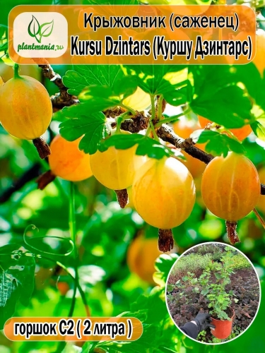 Крыжовник Kursu Dzintars (Куршу Дзинтарс)