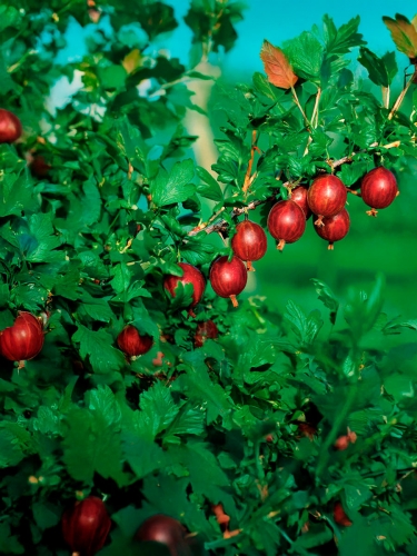 Крыжовник бесшипый Spinefree (Спайнфри)