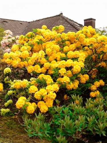 Рододендрон листопадный Yellow Pom Pom (Йеллоу Пом Пом)