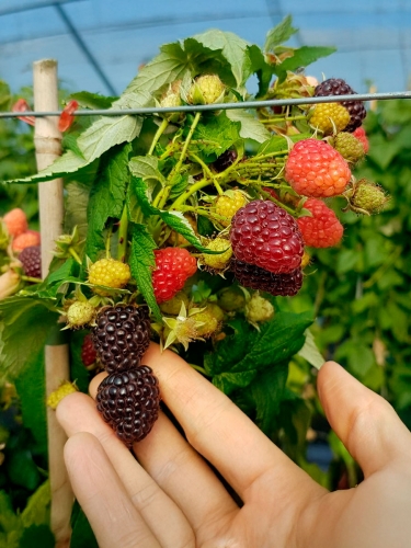 Малина чёрная Heban (Хебан)