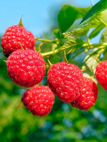 Малина ремонтантная Магнат