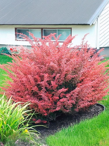 Барбарис тунберга Rose Glow (Роуз Глоу)