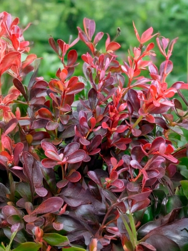 Барбарис тунберга Atropurpurea Nana (Атропурпурея Нана)