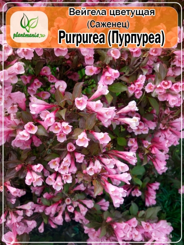 Вейгела цветущая Purpurea (Пурпуреа)