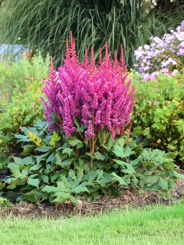 Астильба китайская Purperkerze (Пурпуркерце)