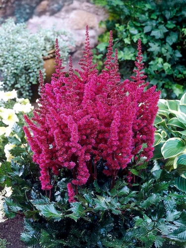 Астильба китайская Visions in Red (Вижн ин Рэд)