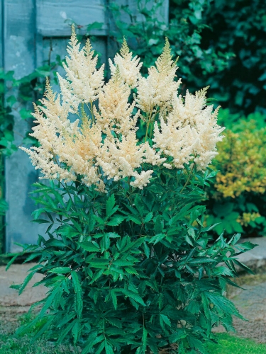 Астильба Арендса Diamant (Диамант)