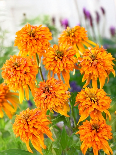 Эхинацея пурпурная Marmelade (Мармелад)