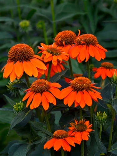 Эхинацея пурпурная Orange Skipper (Оранж Скиппер)