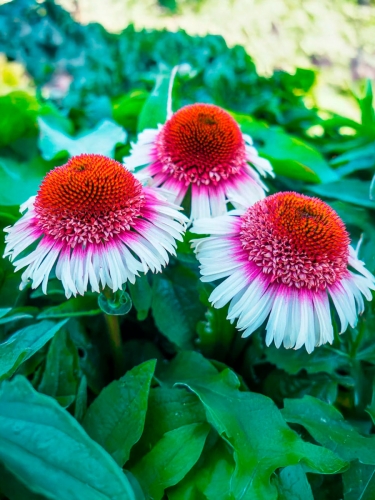 Эхинацея пурпурная Strawberry and Cream (Строберри энд Крим)