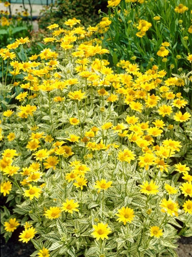 Гелиопсис пестролистный Variegata Oriole (Вариегата Ориол)