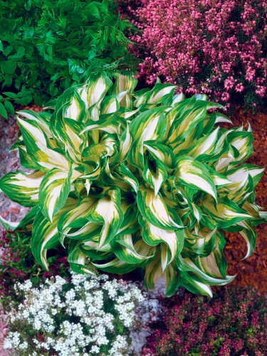 Хоста волнистая Mediovariegata (Медиовариегата)