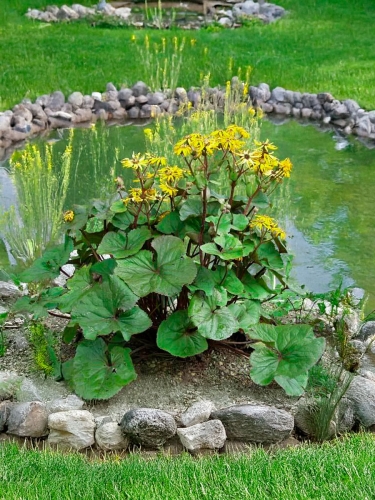 Бузульник зубчатый Twilight (Твайлайт)