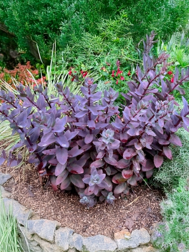 Очиток гибридный Blue Pearl (Блю Перл)