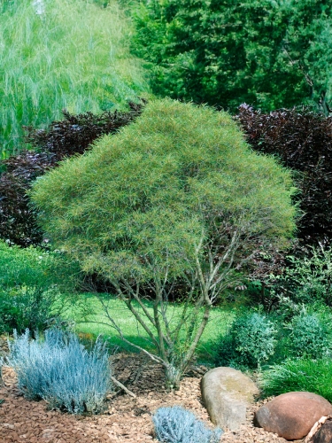 Крушина ломкая Asplenifolia (Аспленифолия)