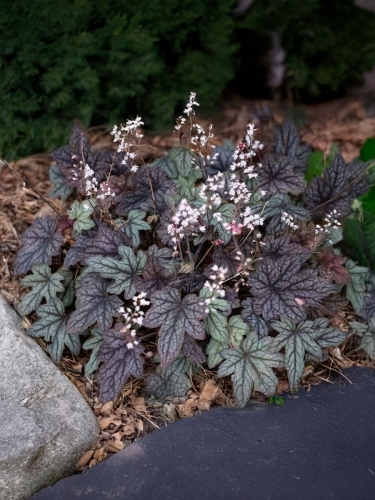 Гейхерелла Infinity (Инфинити)