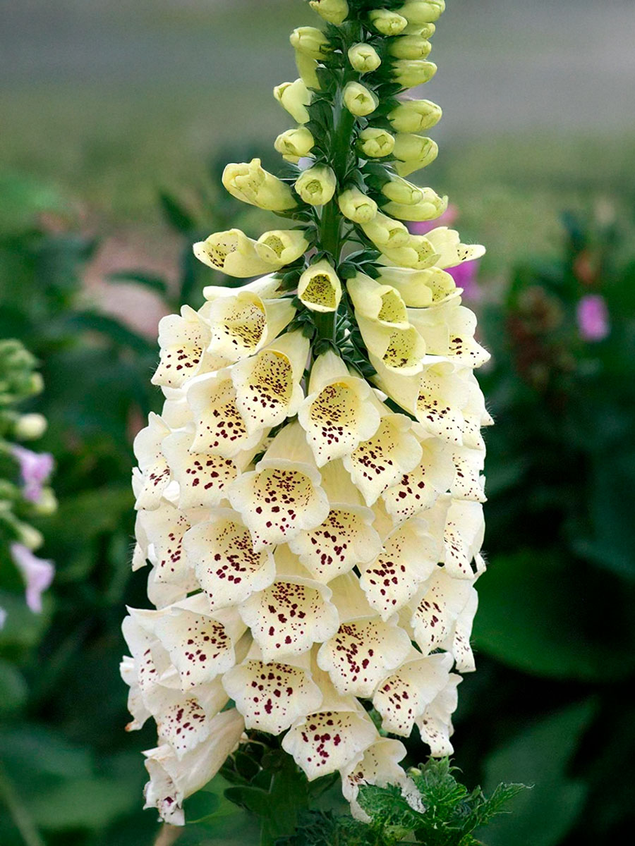 Наперстянка пурпурная Dottie Cream (Дотти Крим) P9