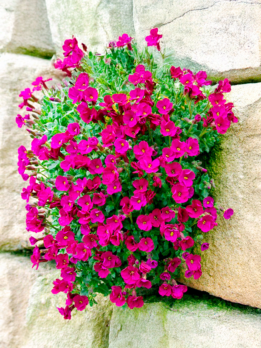 Обриета гибридная Florado Rose Red (Флорадо Роуз Ред) P9