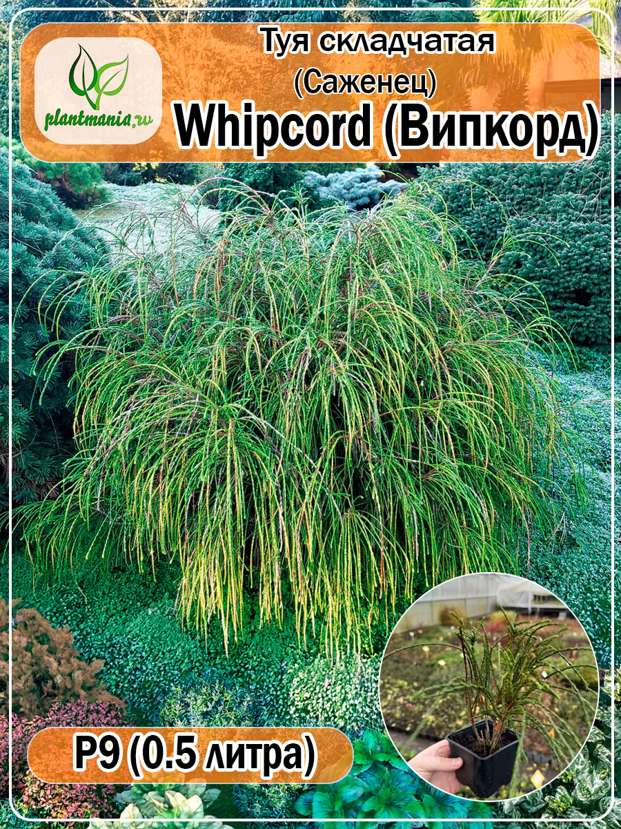 Туя складчатая Whipcord (Випкорд) P9