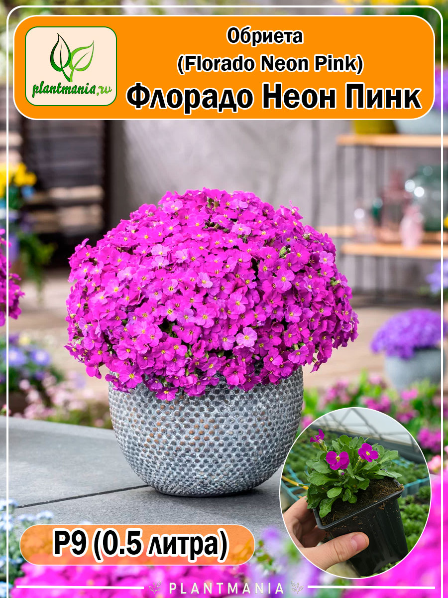 Обриета Florado Neon Pink (Флорадо Неон Пинк) P9